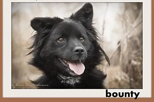 BOUNTY,średni,łagodny,wesoły piesek.ADOPCJA,  małopolskie Kraków