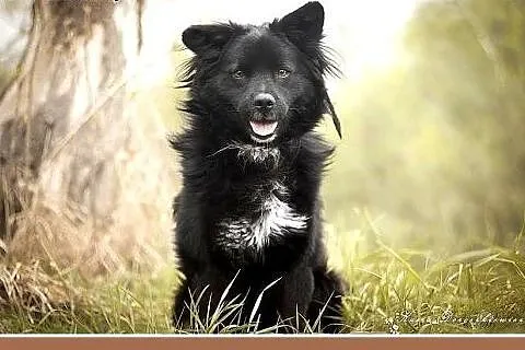 BOUNTY,średni,łagodny,wesoły piesek.ADOPCJA,  mało