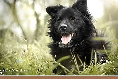 BOUNTY,średni,łagodny,wesoły piesek.ADOPCJA,  mało