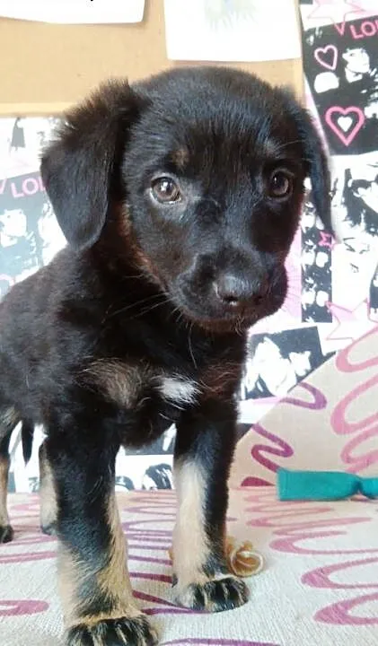 Panienka ma około 8 tyg i poleca się do adopcji!!,