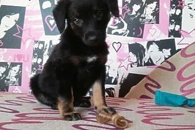 Panienka ma około 8 tyg i poleca się do adopcji!!,