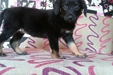Panienka ma około 8 tyg i poleca się do adopcji!!,