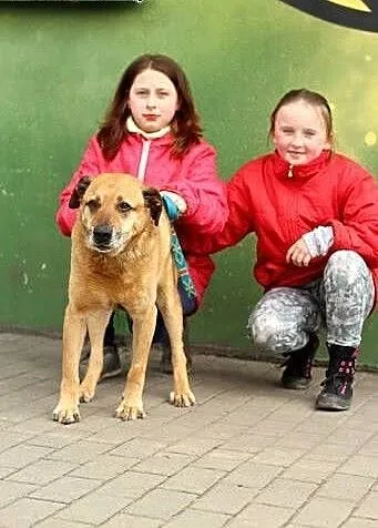 Borysek - starszy piesek, tęskniący za życiem któr
