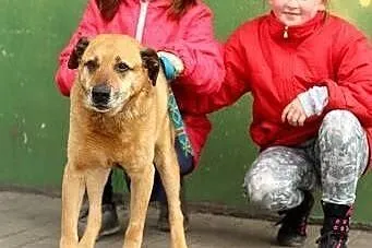 Borysek - starszy piesek, tęskniący za życiem które utracił, Kundelki cała Polska