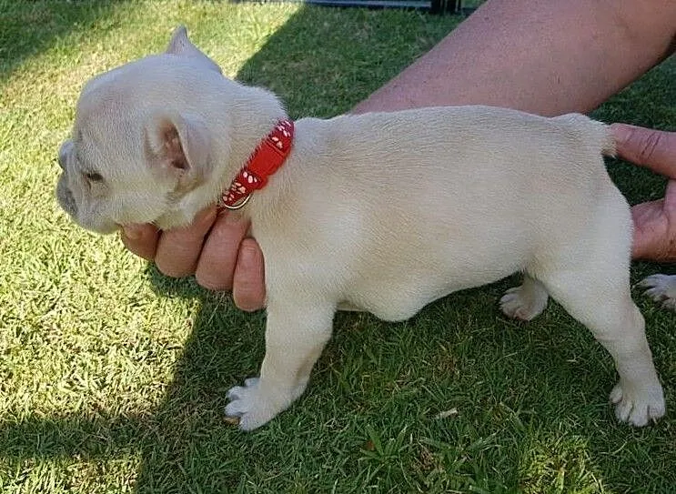 buldog francuski FCI z ZKWP po championie, , Lublin