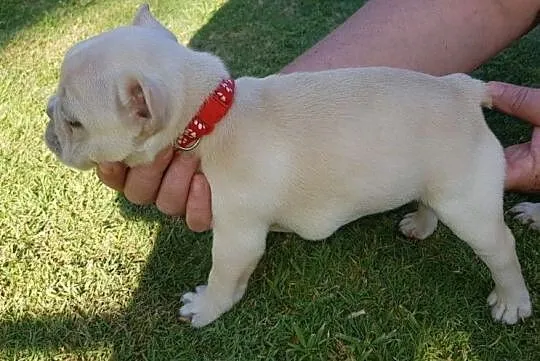 buldog francuski FCI z ZKWP po championie, , Lublin
