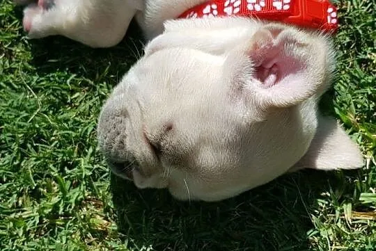 buldog francuski FCI z ZKWP po championie, , Lublin