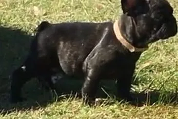 buldog francuski FCI z ZKWP po championie, , Lublin