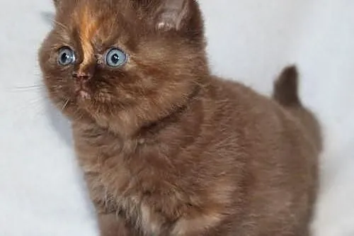 Kot brytyjski - kotka czekoladowy szylkret z rodow