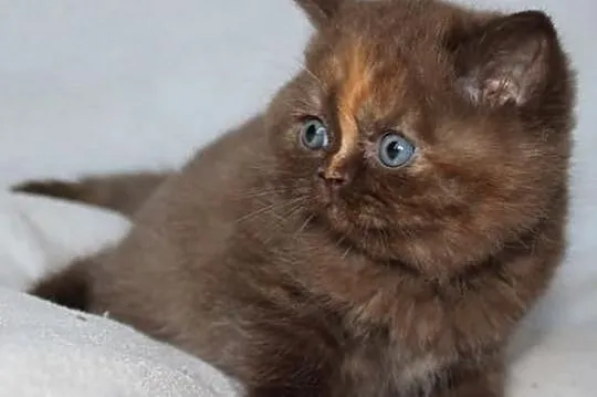 Kot brytyjski - kotka czekoladowy szylkret z rodow