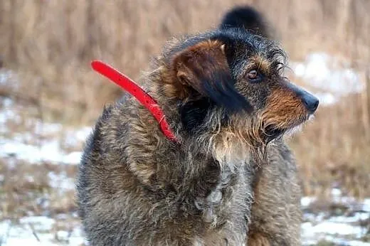 Spajki- radosny, wesoły psiak poszukuje domku!,  m