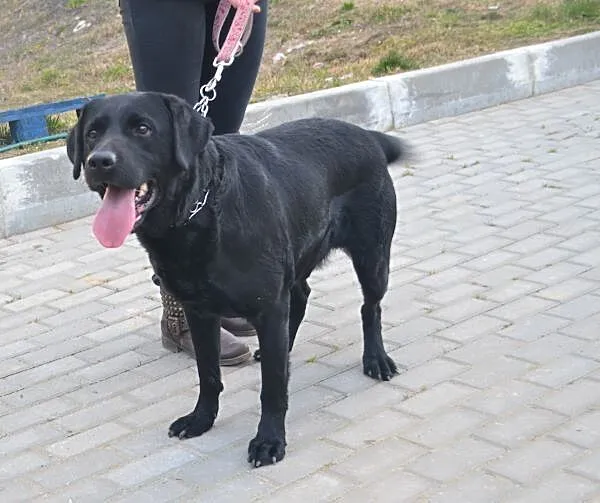Nygus czarny labrador szuka domu