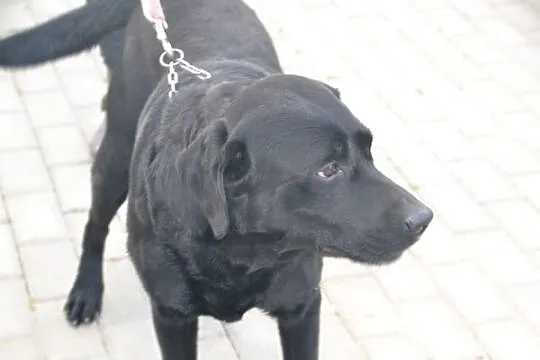 Nygus czarny labrador szuka domu