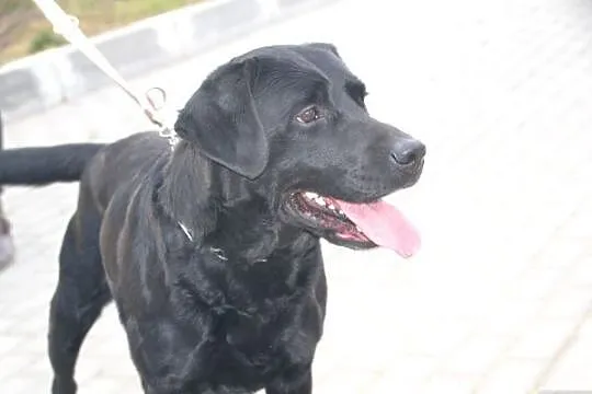 Nygus czarny labrador szuka domu