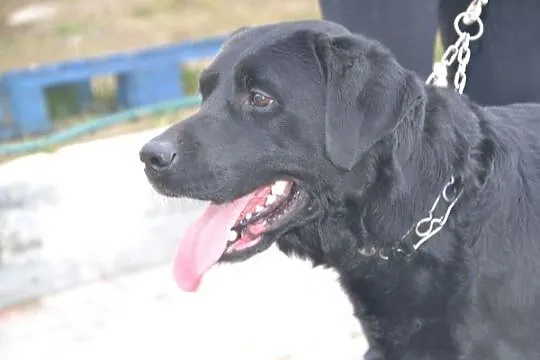 Nygus czarny labrador szuka domu
