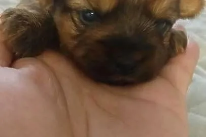 Yorkshire terrier