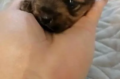 Yorkshire terrier, Śląskie, Mochała