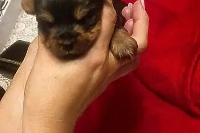 Yorkshire terrier, Śląskie, Mochała