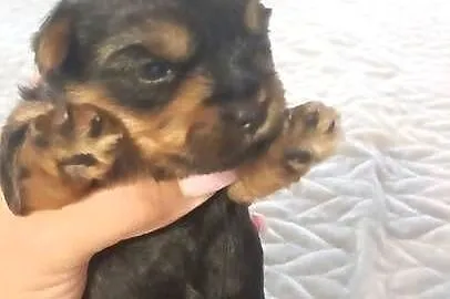 Yorkshire terrier, Śląskie, Mochała
