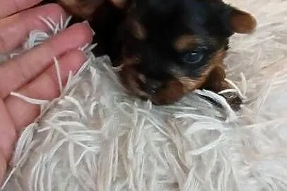 Yorkshire terrier, Śląskie, Mochała