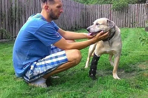 Piękny, większy, pogodny pies ma trzy i pół łapki 