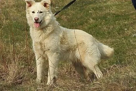 Milky - młodziutki, fajny psiak,  małopolskie Krak