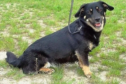 Młoda niewielka suczka do adopcji,  mazowieckie Wa