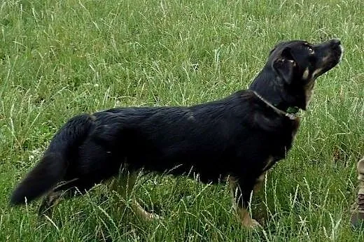 Młoda niewielka suczka do adopcji,  mazowieckie Wa