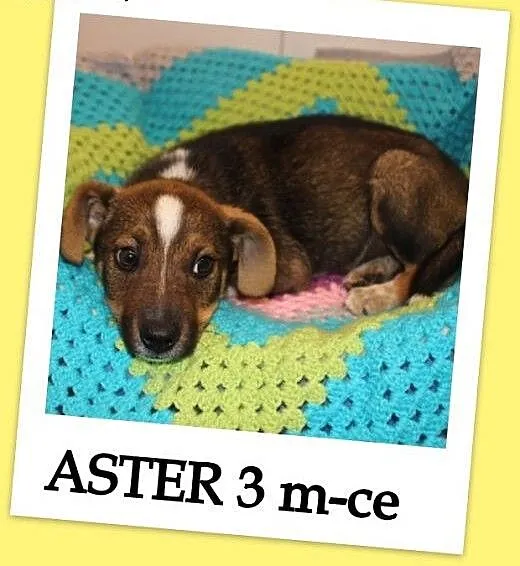 3 m-czny szczeniaczek,przytulaśny,kontaktowy,wesoły psiak ASTER.Adopcja., śląskie Katowice, Śląskie, Katowice