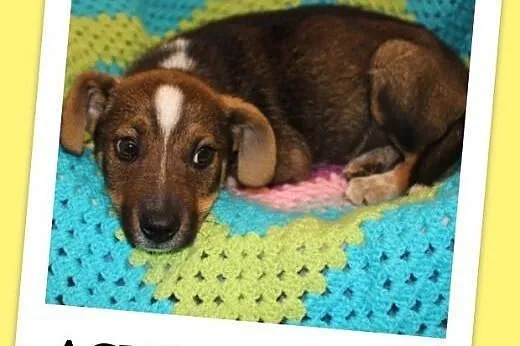 3 m-czny szczeniaczek,przytulaśny,kontaktowy,wesoły psiak ASTER.Adopcja.,  śląskie Katowice, Śląskie, Katowice