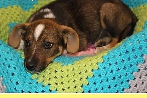 3 m-czny szczeniaczek,przytulaśny,kontaktowy,wesoły psiak ASTER.Adopcja.,  śląskie Katowice, Śląskie, Katowice