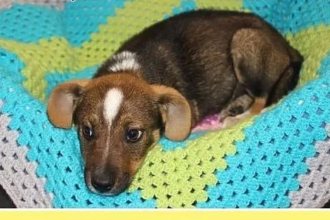 3 m-czny szczeniaczek,przytulaśny,kontaktowy,wesoły psiak ASTER.Adopcja.,  śląskie Katowice, Śląskie, Katowice