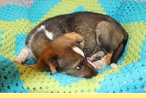 3 m-czny szczeniaczek,przytulaśny,kontaktowy,wesoły psiak ASTER.Adopcja.,  śląskie Katowice, Śląskie, Katowice
