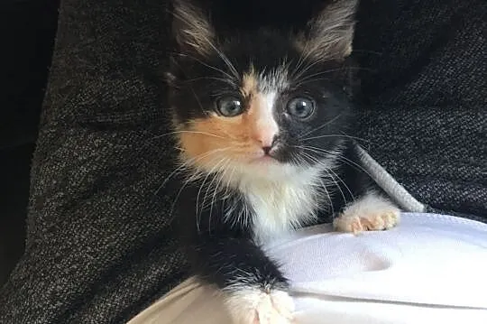 Malutka Maja do adopcji,  śląskie Gliwice, Śląskie, Gliwice