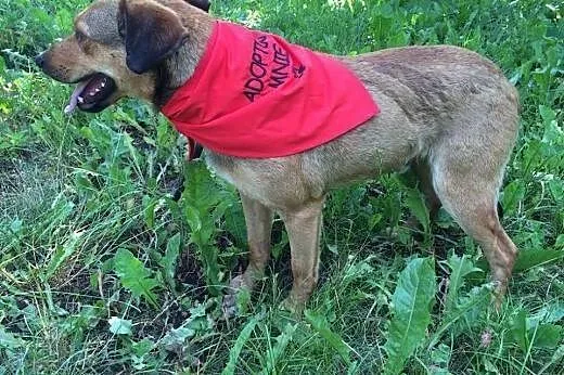 Wyrzucony pod lasem młodziutki Tofik szuka domku!,