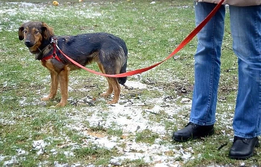 Majami - młody, enegiczny pies do adopcji, Mazowieckie, Warszawa