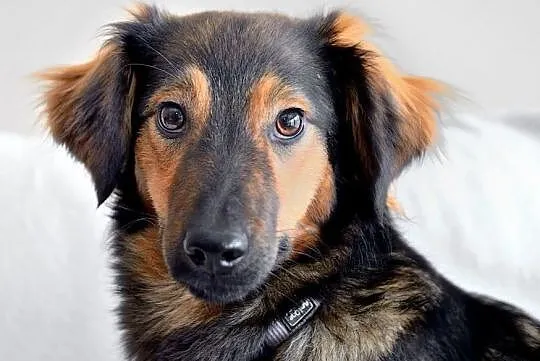 Majami - młody, enegiczny pies do adopcji, Mazowieckie, Warszawa