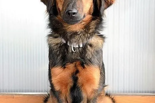 Majami - młody, enegiczny pies do adopcji, Mazowieckie, Warszawa