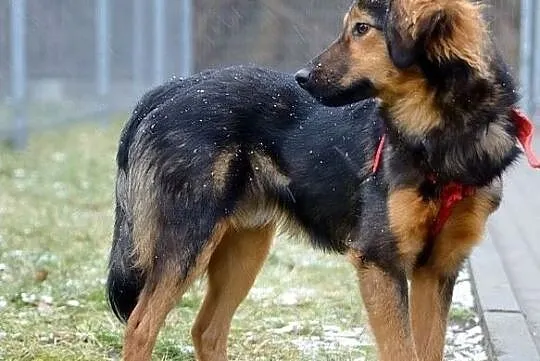 Majami - młody, enegiczny pies do adopcji, Mazowieckie, Warszawa