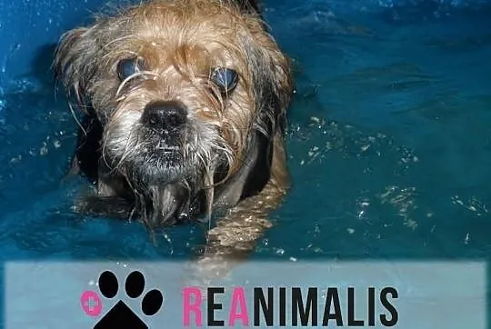 Reanimalis - Rehabilitacja psów i kotów, hydrotera