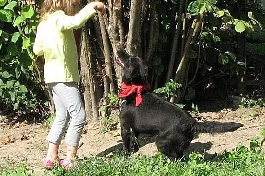 Daktylek, niewielki czarny piesek, do adopcji.