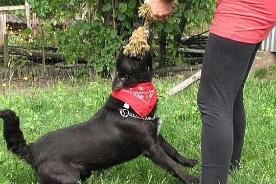 Daktylek, niewielki czarny piesek, do adopcji.