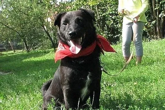 Daktylek, niewielki czarny piesek, do adopcji.