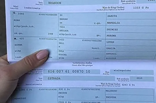 3 letni wałach tuv, , 