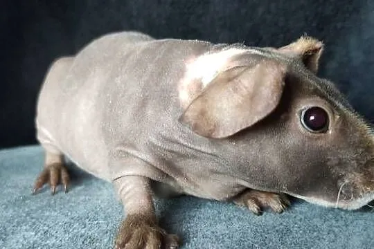 Świnka morska cavia skinny Baldwin US Teddy z hodowli, Śląskie, Dąbrowa Górnicza