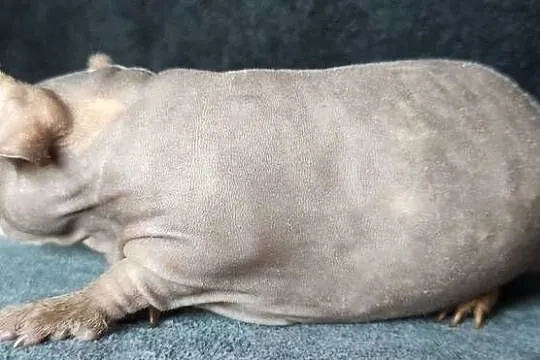 Świnka morska cavia skinny Baldwin US Teddy z hodowli, Śląskie, Dąbrowa Górnicza