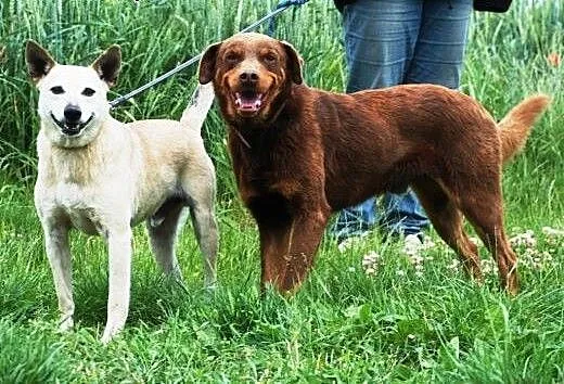 Agent i Czejs - adopcja, małopolskie Kraków