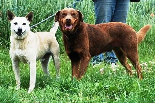 Agent i Czejs - adopcja, małopolskie Kraków
