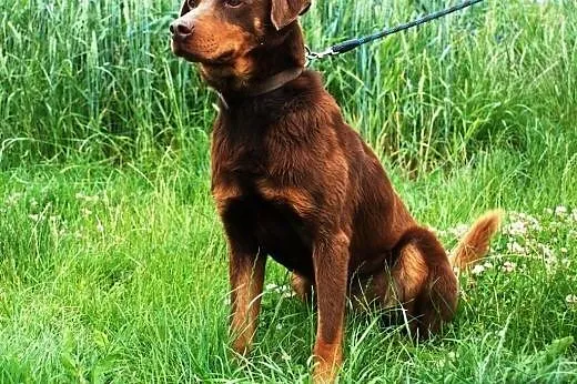 Agent i Czejs -  adopcja,  małopolskie Kraków