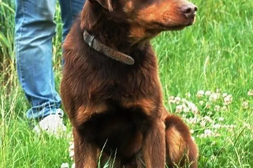 Agent i Czejs -  adopcja,  małopolskie Kraków